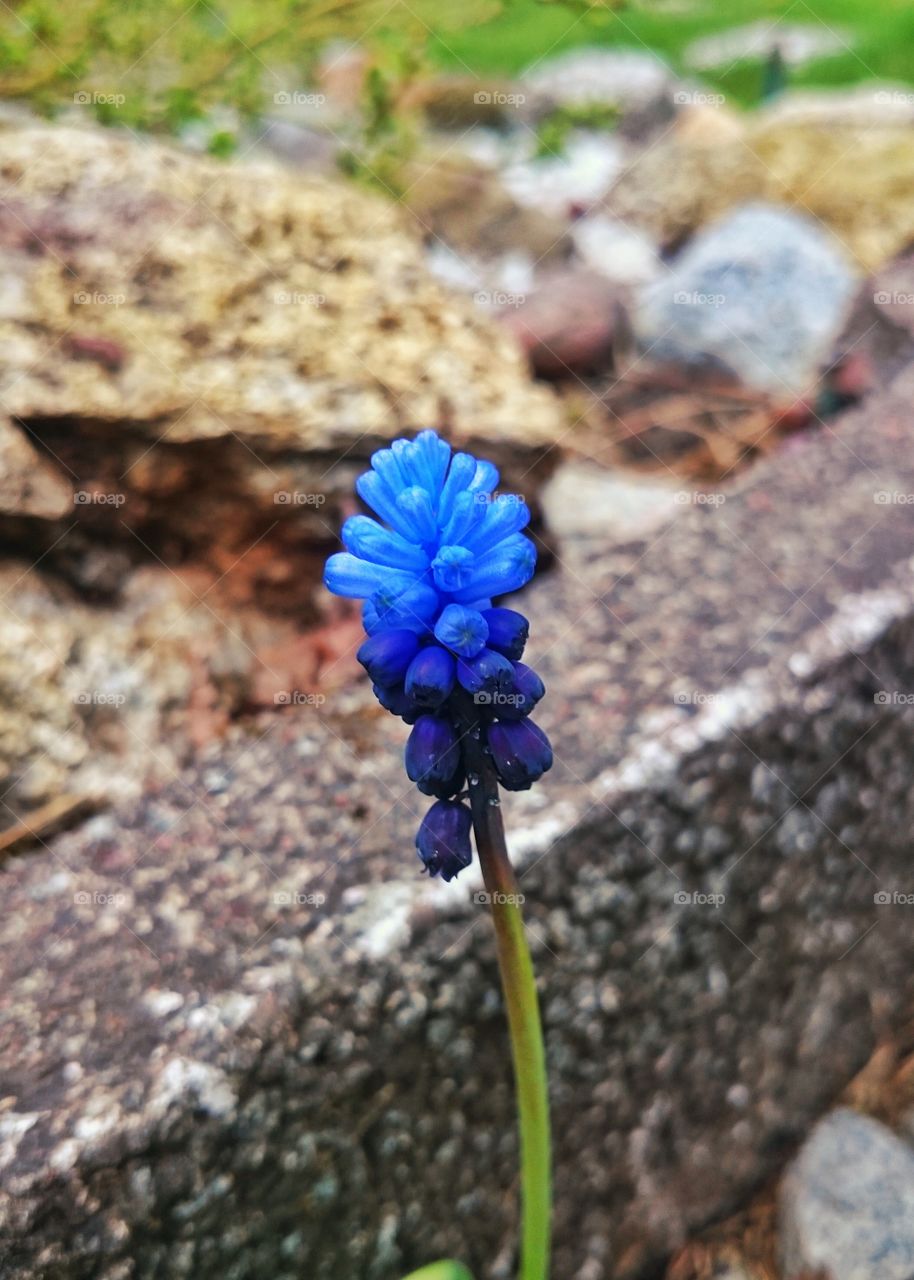 a soft flower among hard rocks 