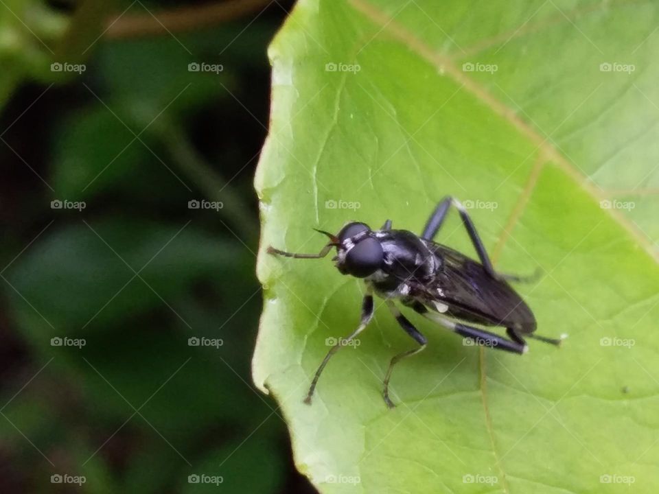 Insect on Green Leaf