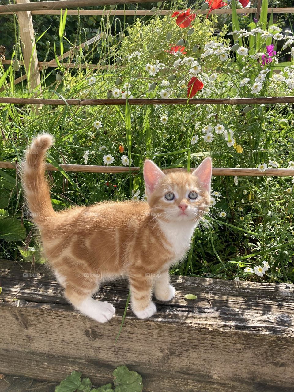 Kitty exploring the garden