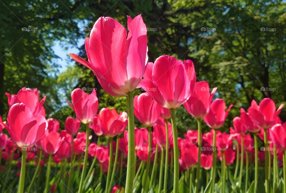 Spring time🌷Tulips 🌷 Garden 🌷