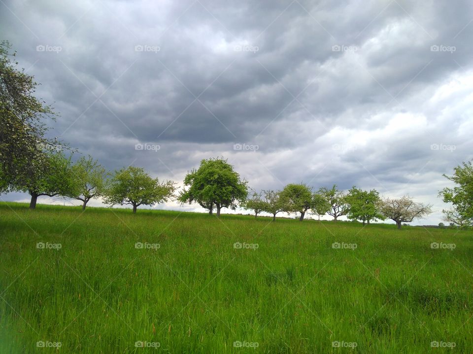 apple trees