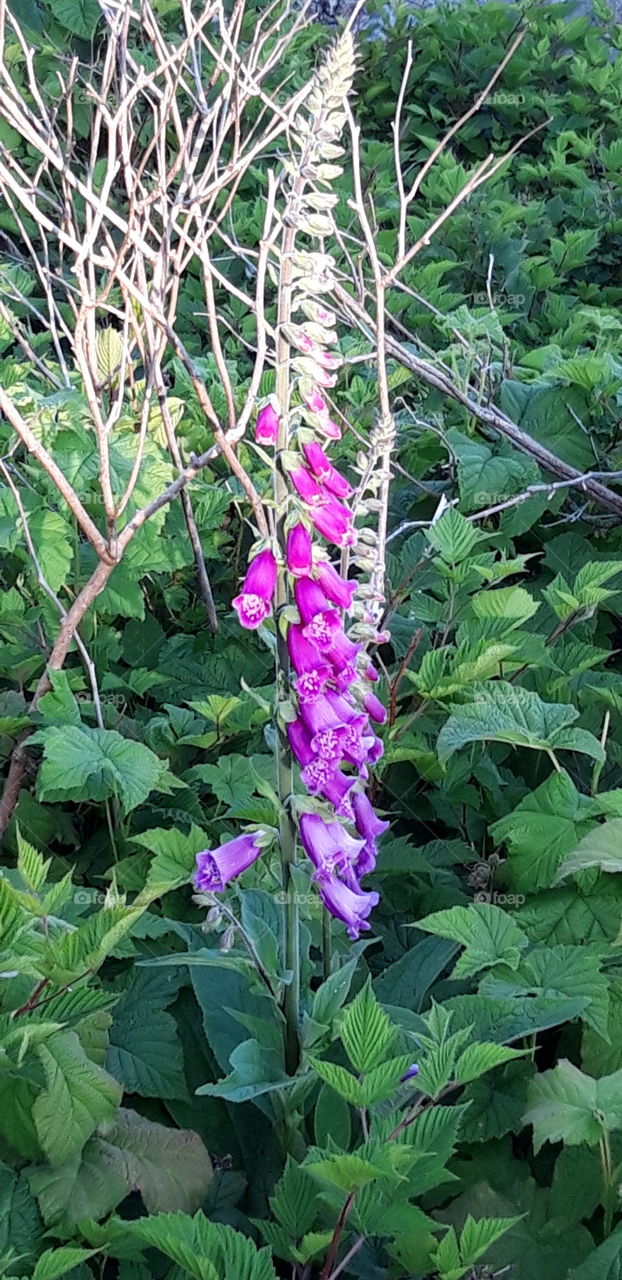 digitales dans vancouver island