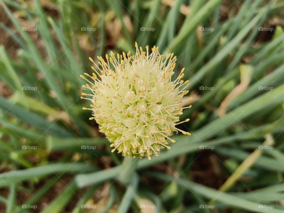 Scallion blossom