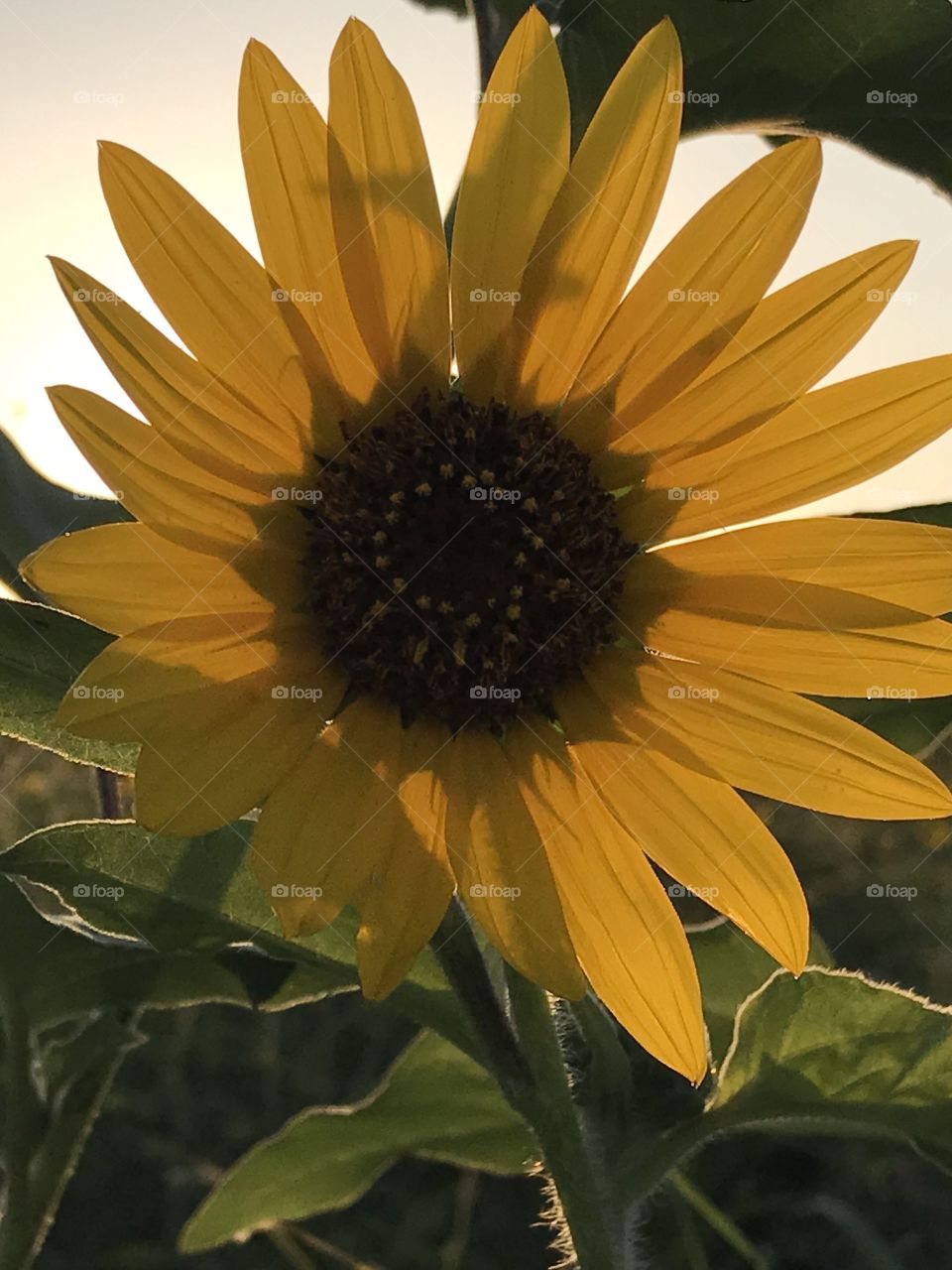 Backlight sunflower 