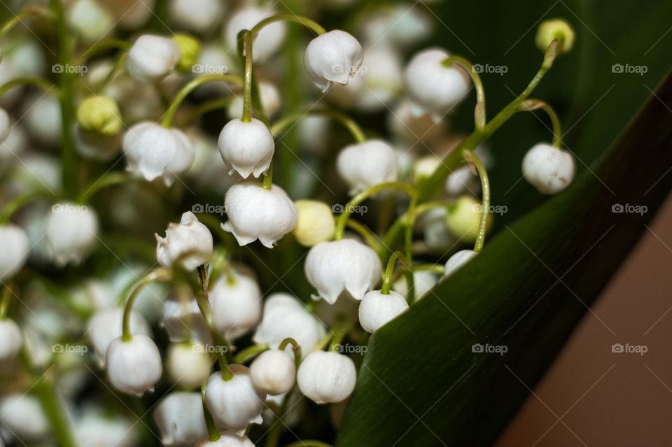 Lily of the valley (Convallaria majalis) macro shot