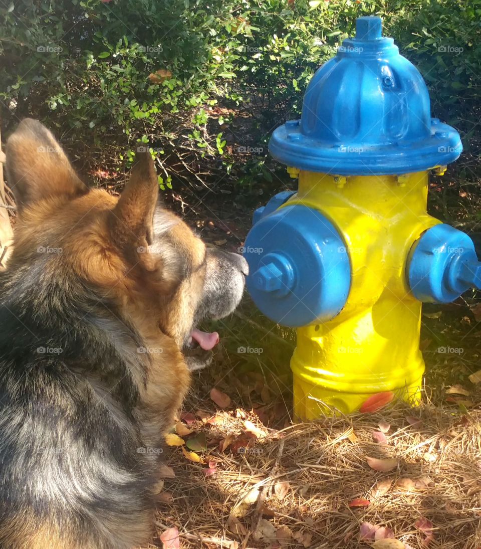 Dogs Friend Or Enemy The Fire Hydrant