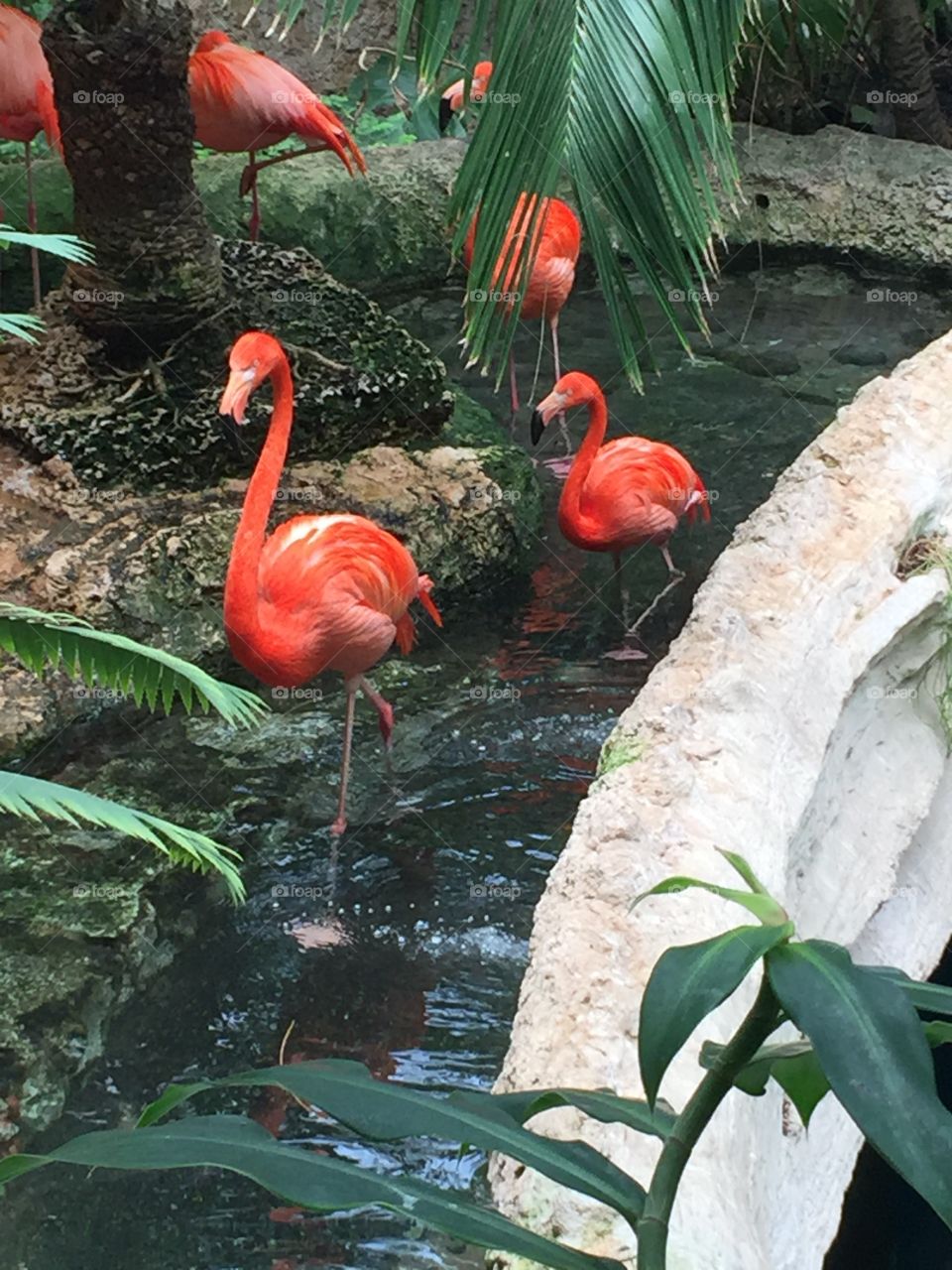 Pink flamingos 