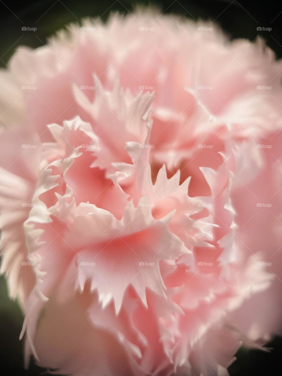 Carnation in pink