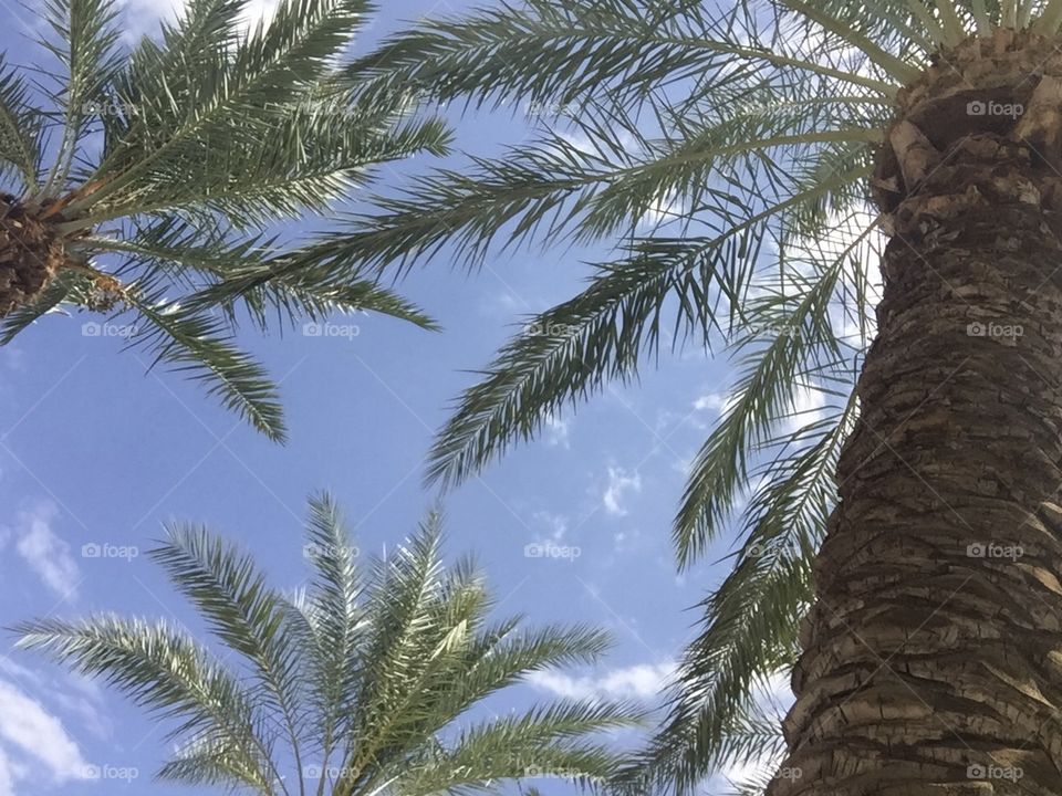 Palm trees in summer
