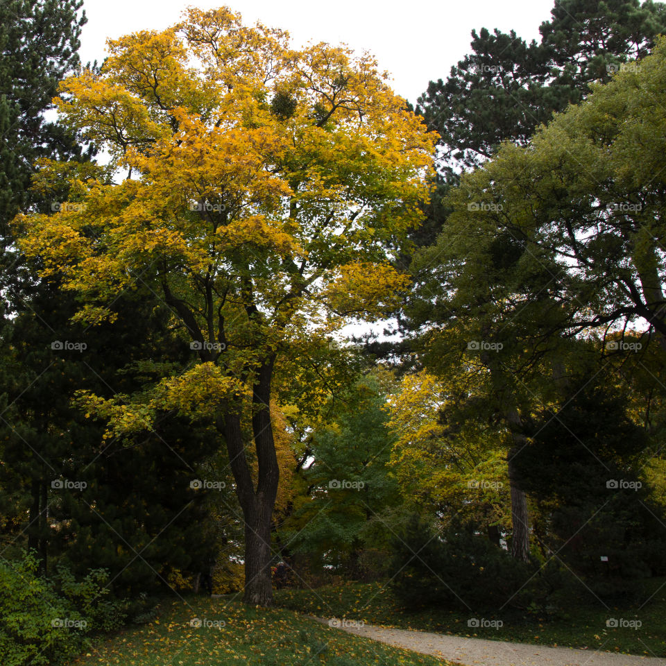 autumnal colours. botanical garden belvedere vienna