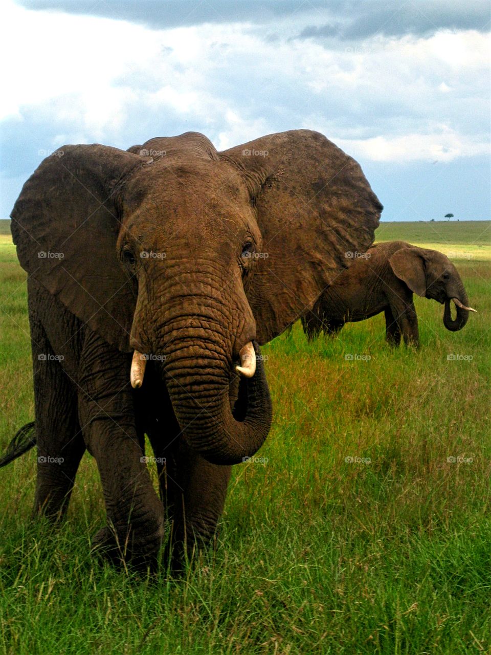 African Elephant