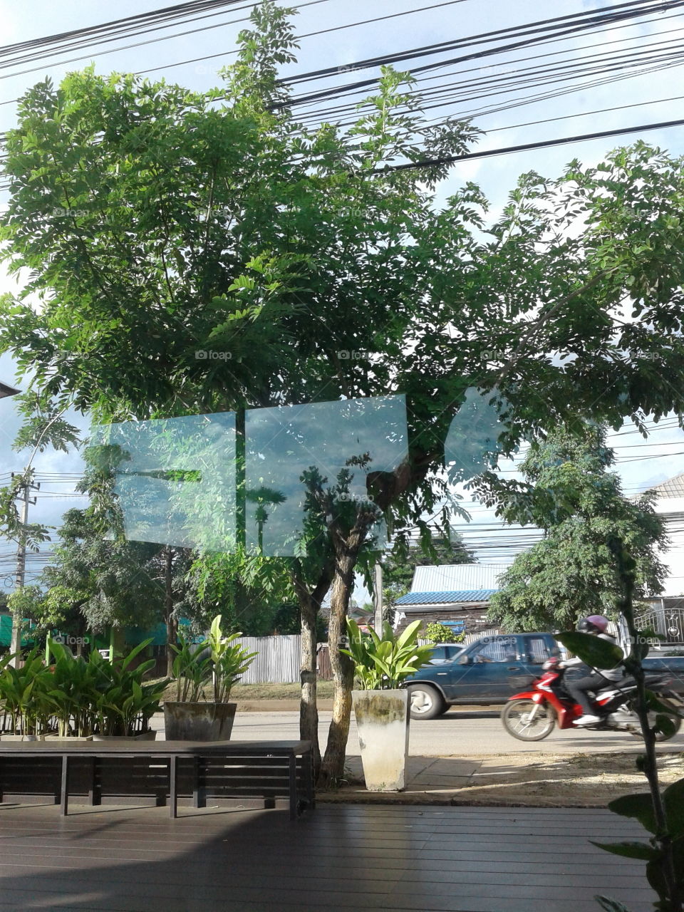 Tree, Environment, Building, Architecture, Road