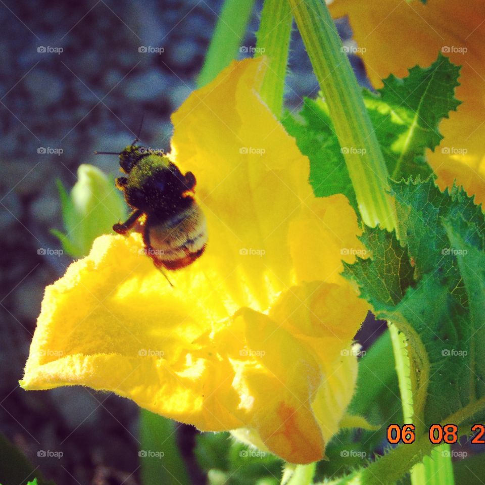 pollinated flower and bee