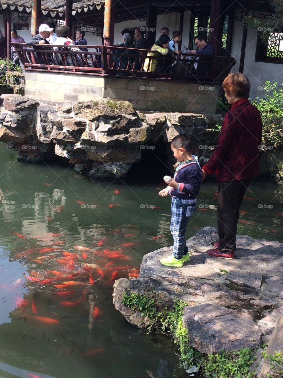 Feeding the koi 