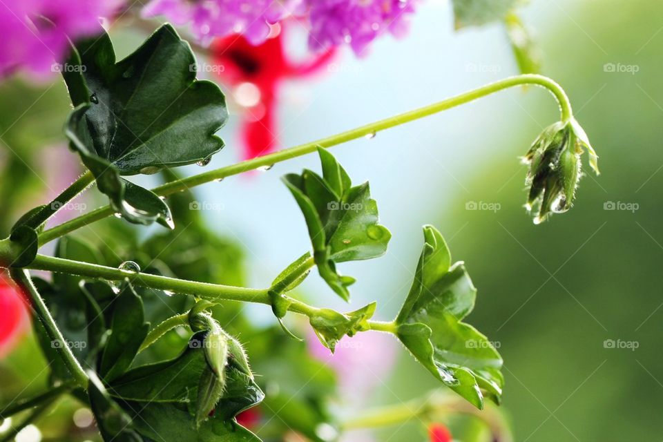 Leafs with raindrops