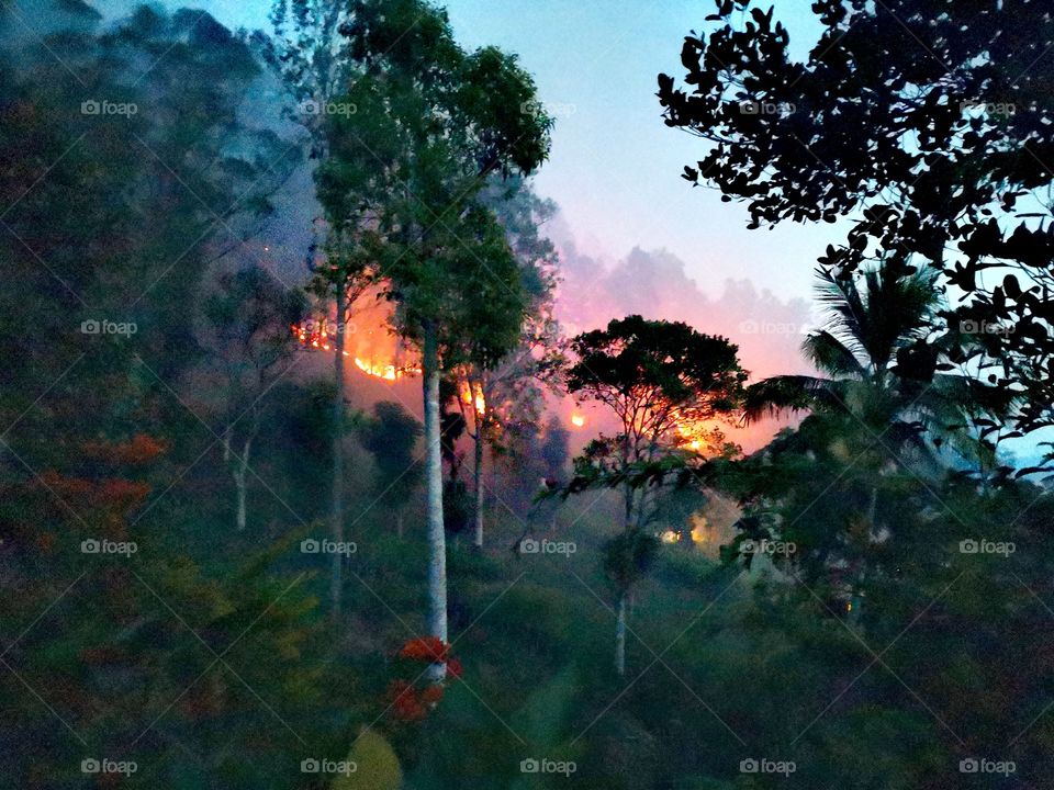 human is hitman of forest....