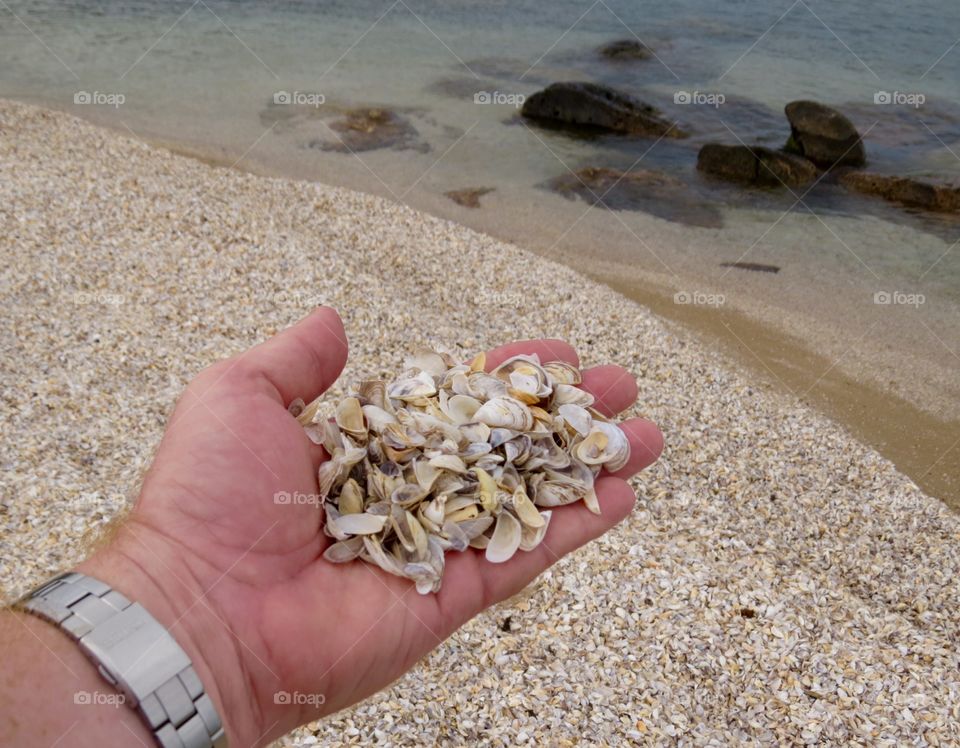 Beach of shells. Beach of shells