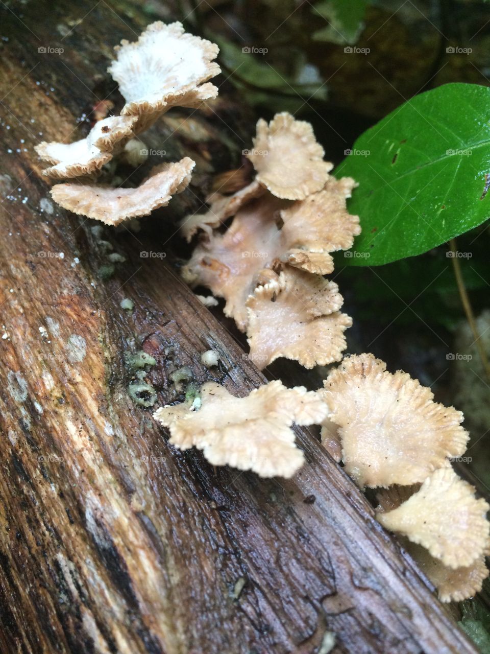Fungus 