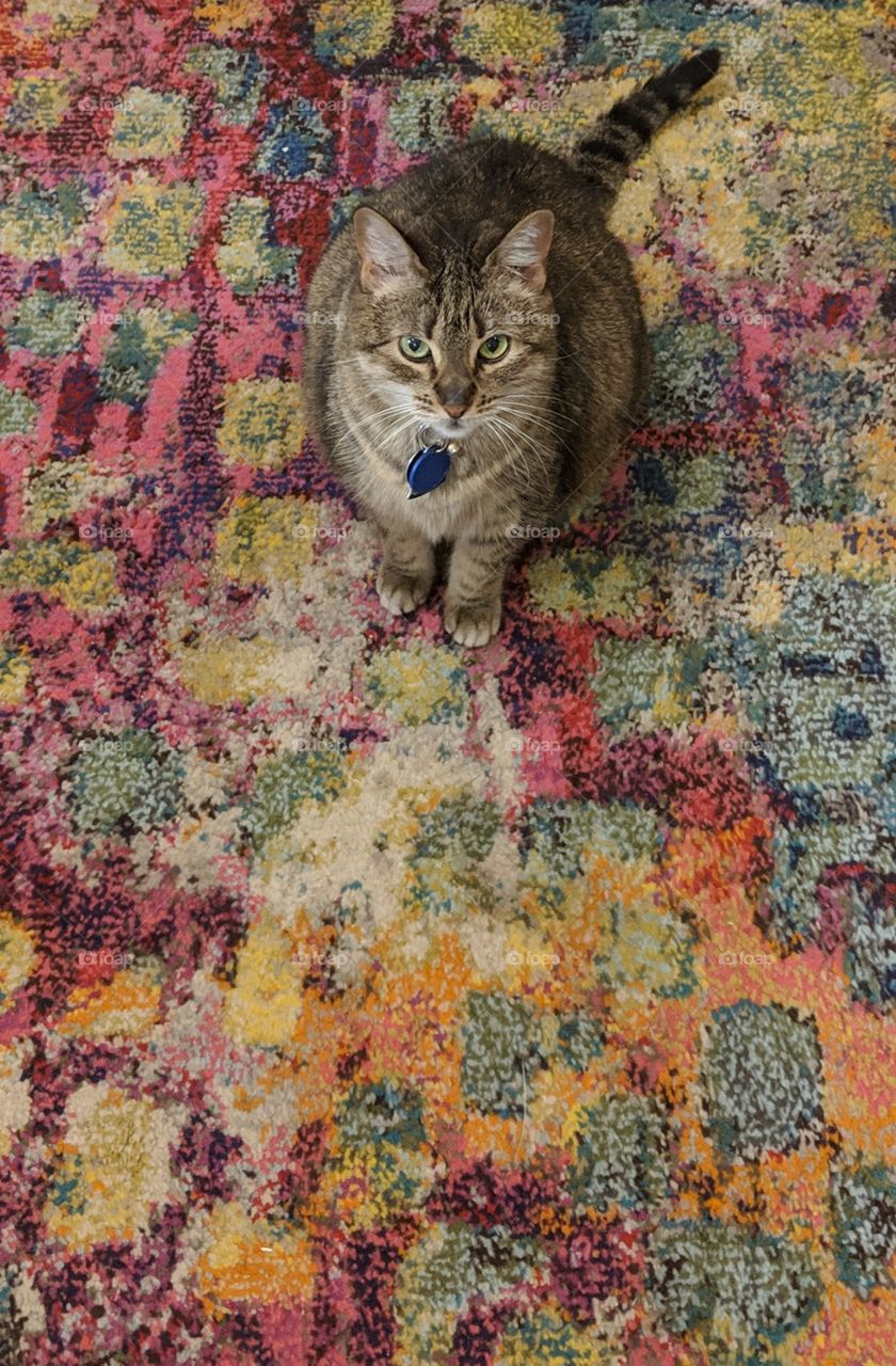 Tabby cat on Tabby carpet