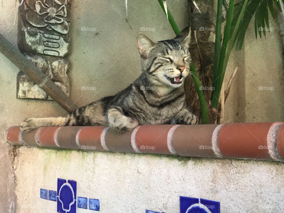 No Person, Cat, Old, Street, Animal