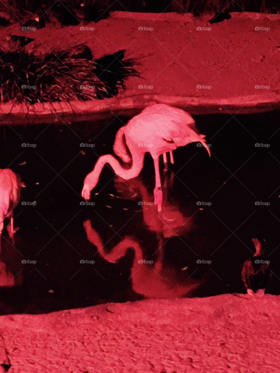 San Diego night time zoo