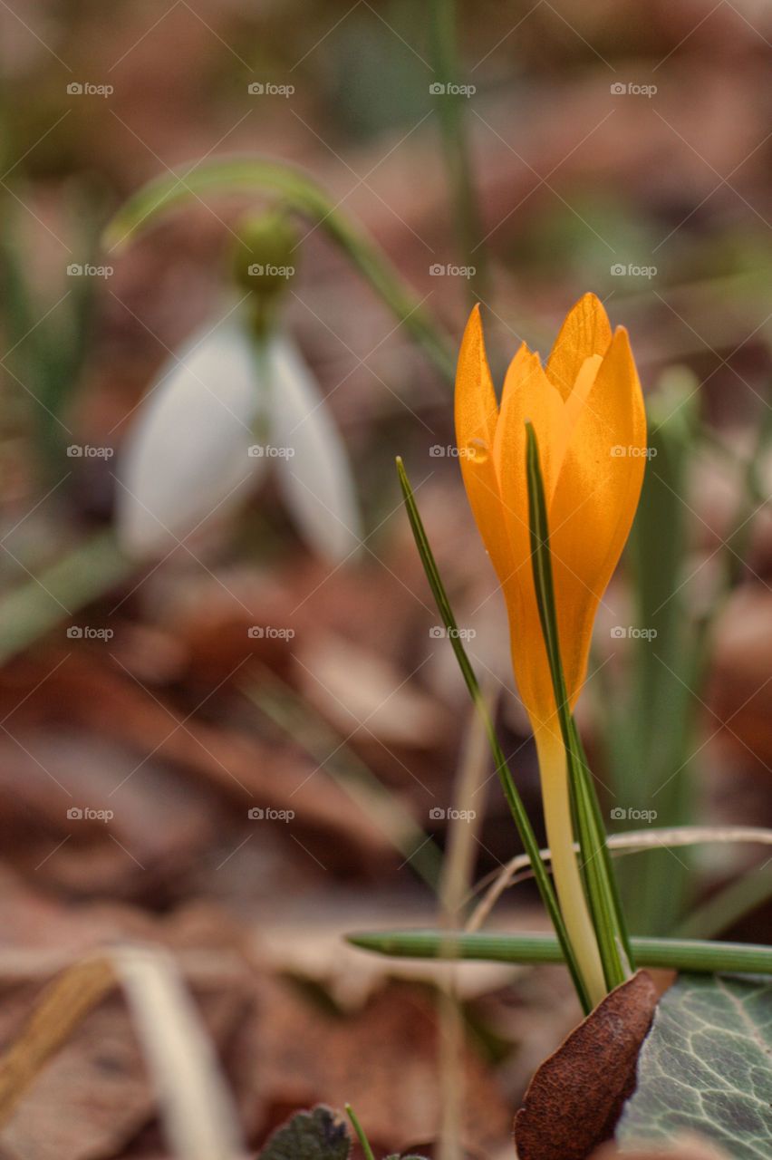 Spring crocus blooming in forest