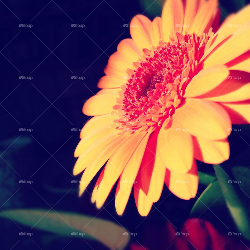 nature flower orange colour by tanushri123