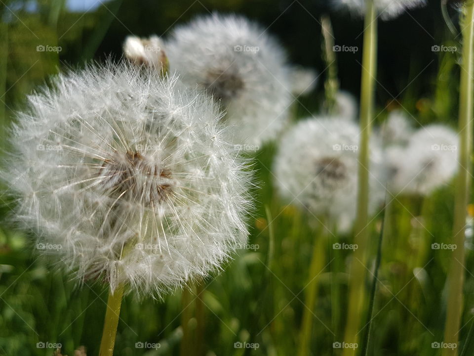 pusteblume