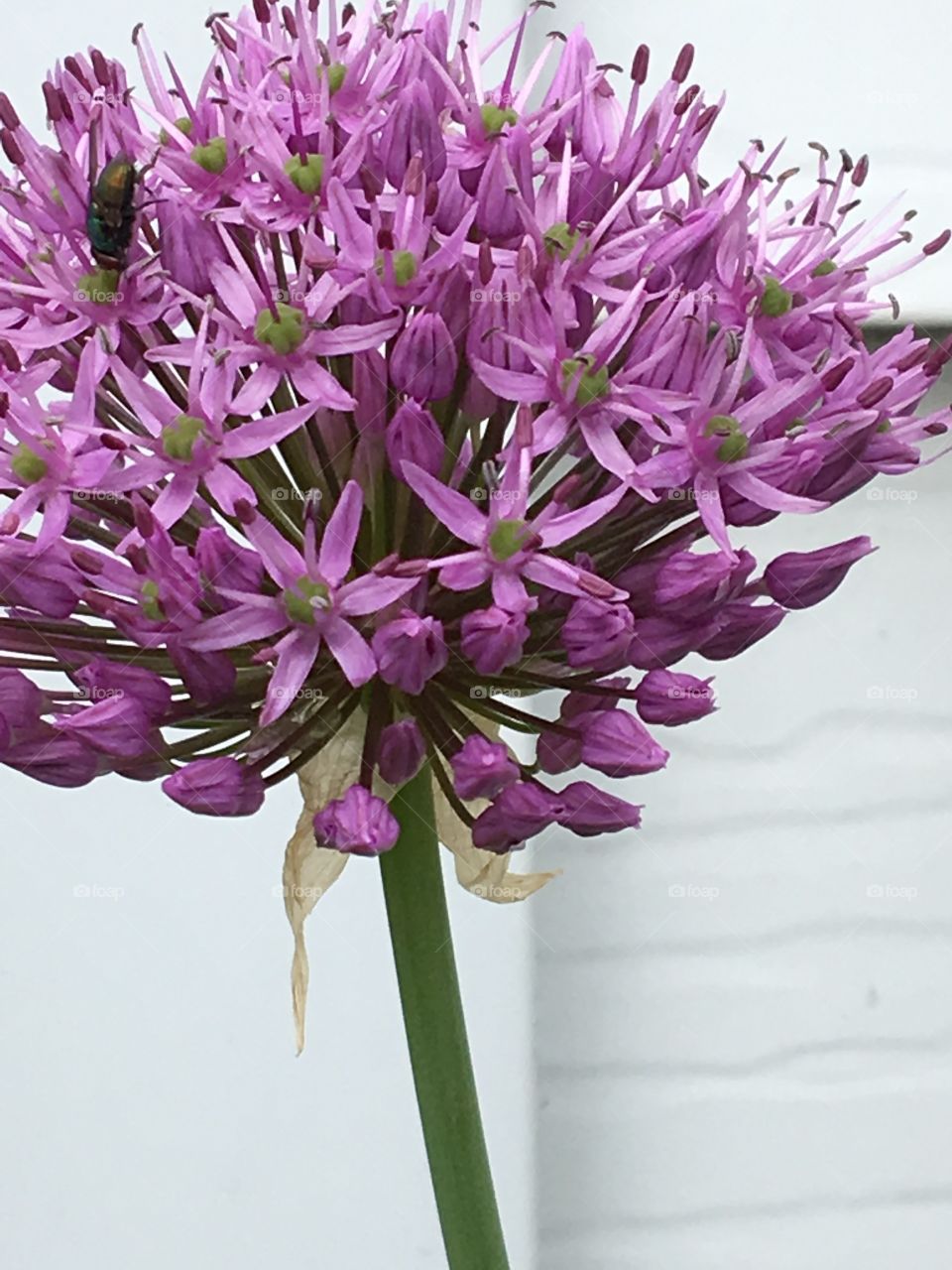 Purple allium globe flower 