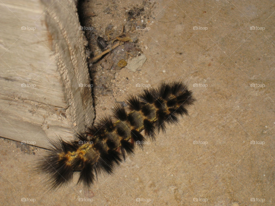 colorful caterpillar spikes fuzzy by mengzishiliu