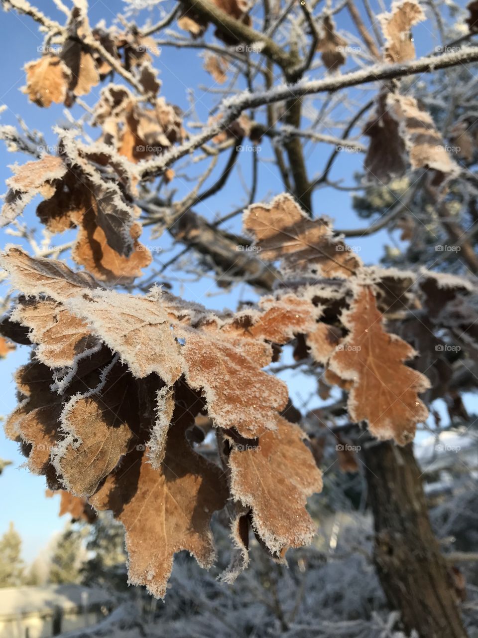 Leafs with frost 