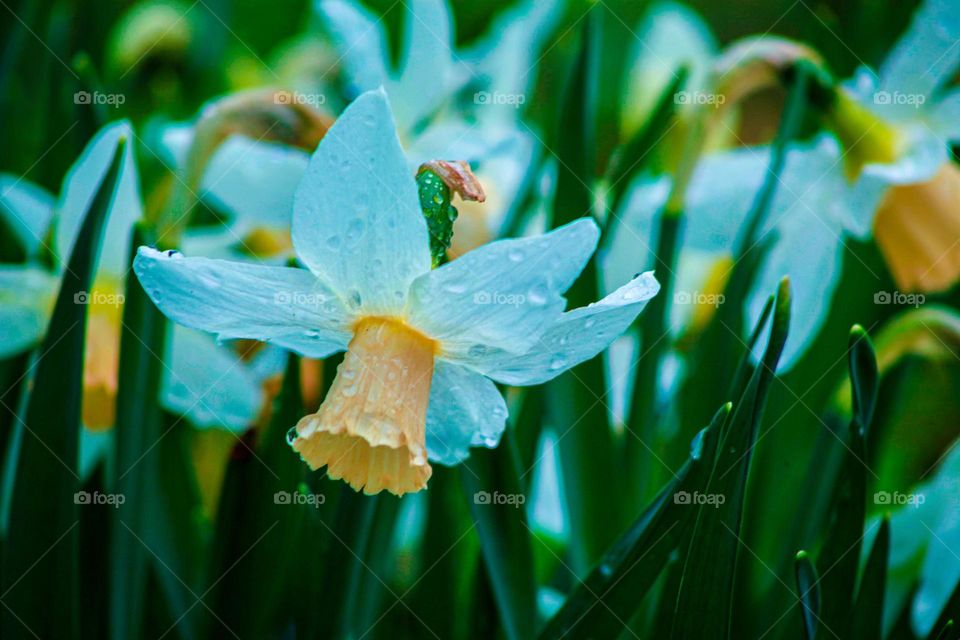 Flowers with dew on the petals