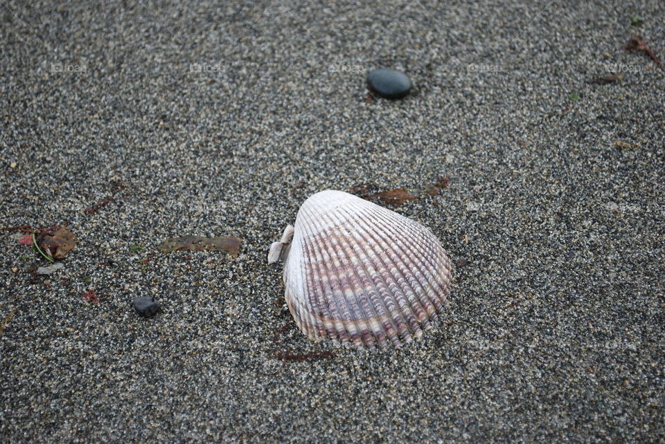 Sea shell on sand