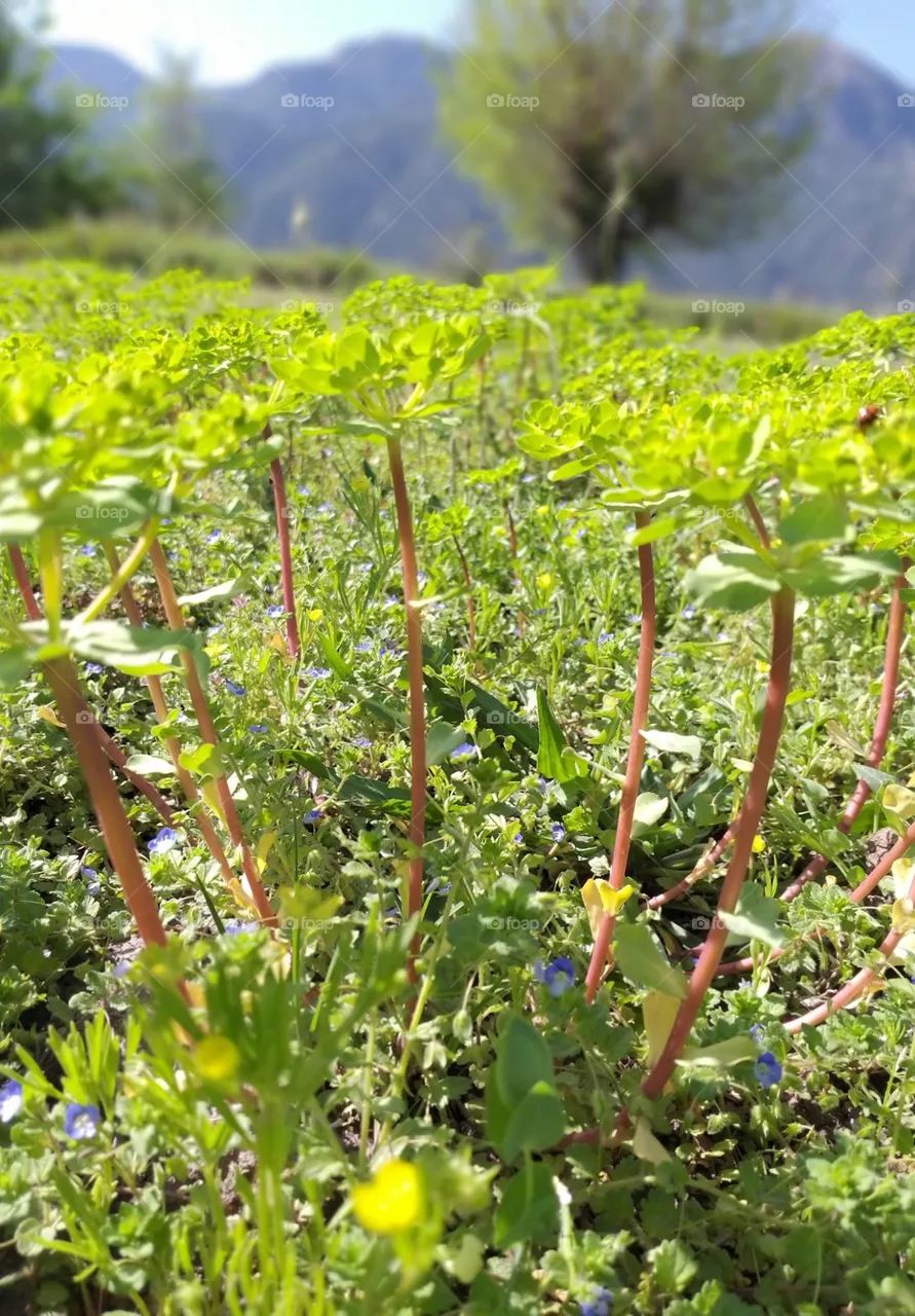 little flower in field