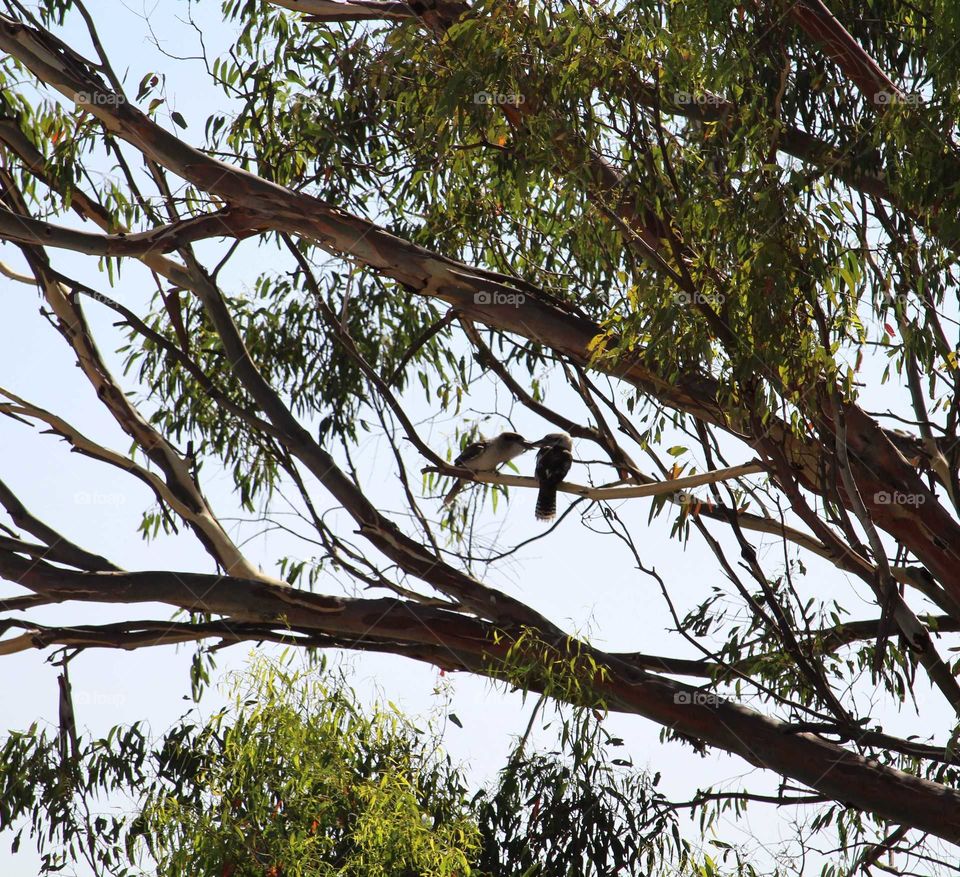 Kookaburra feeding his family on a warm summers day