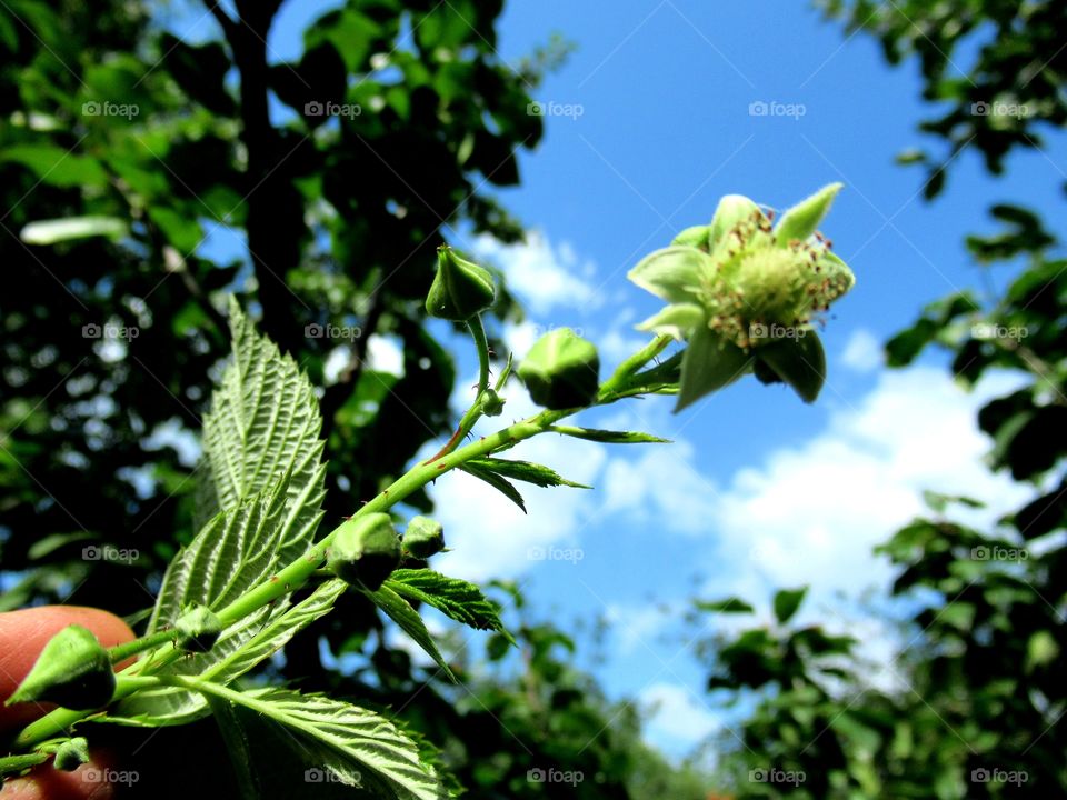 raspberry flowers