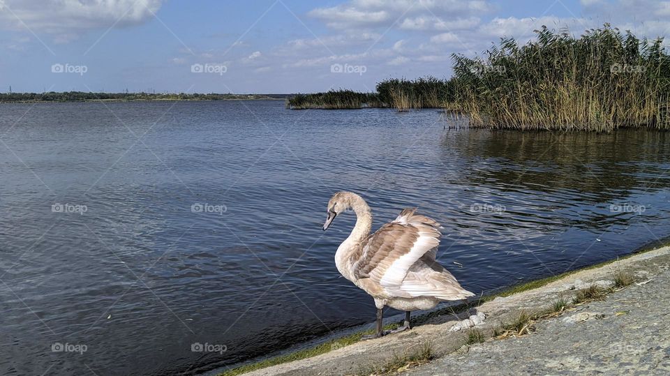 Young swan.