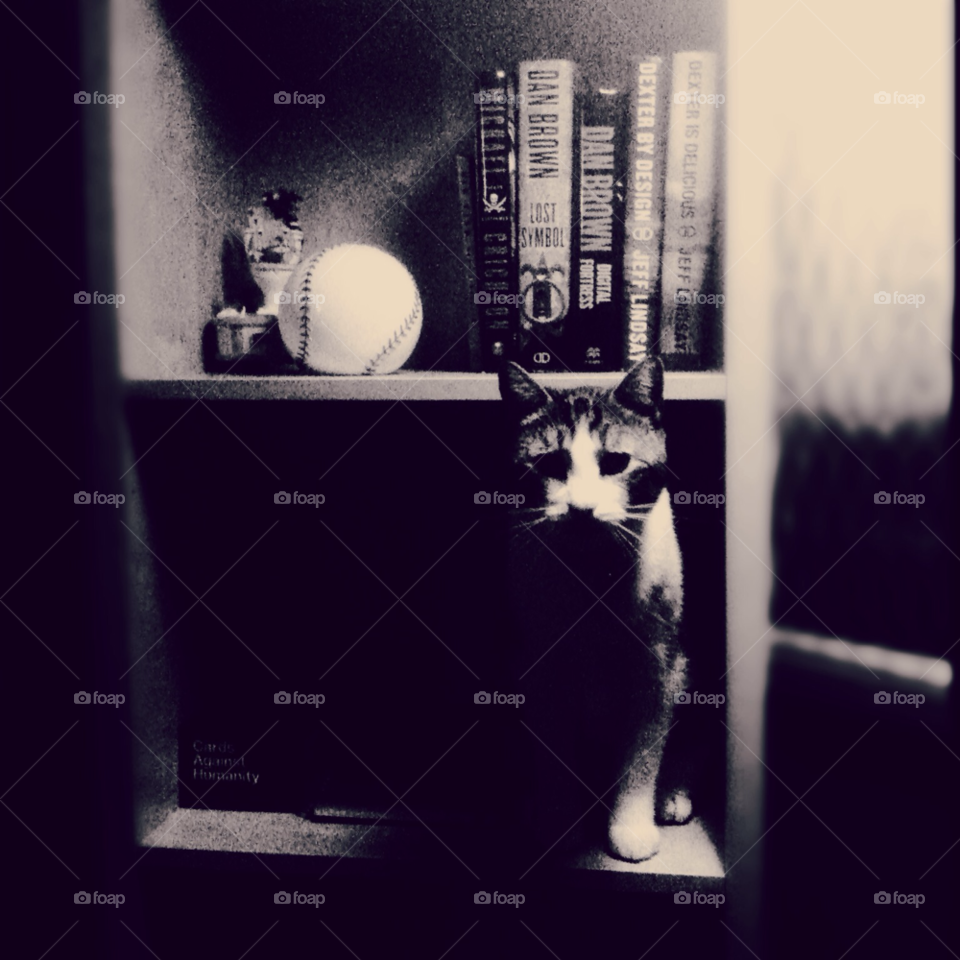 books cat black and white baseball by pcar773