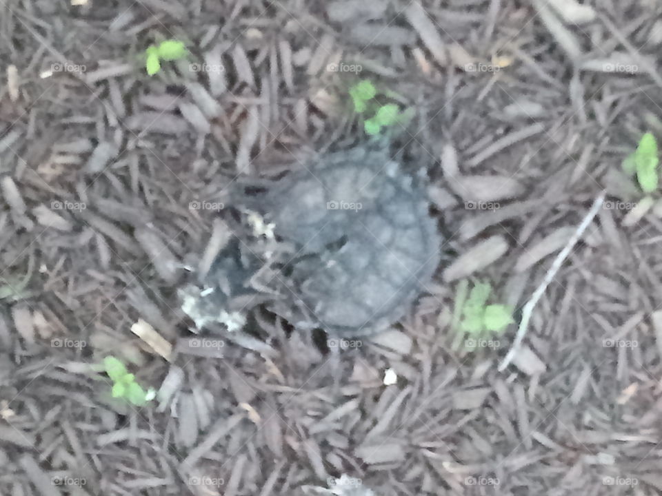poor turtle got crushed