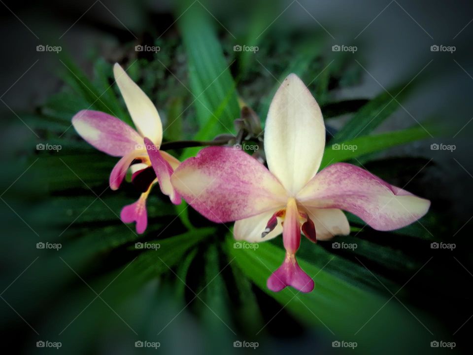 Flower beautiful 🌺