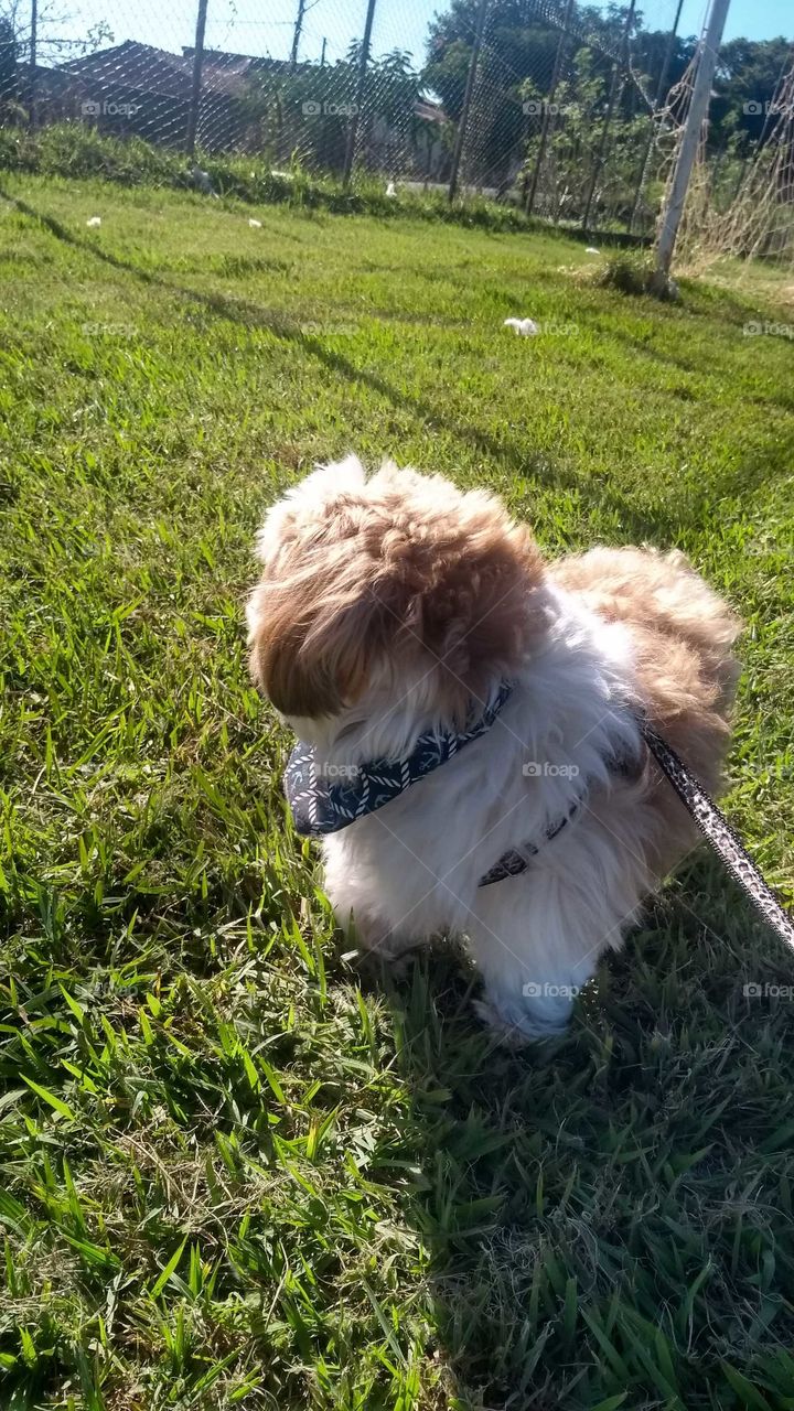 passeio com meu amigo 🐾🐕