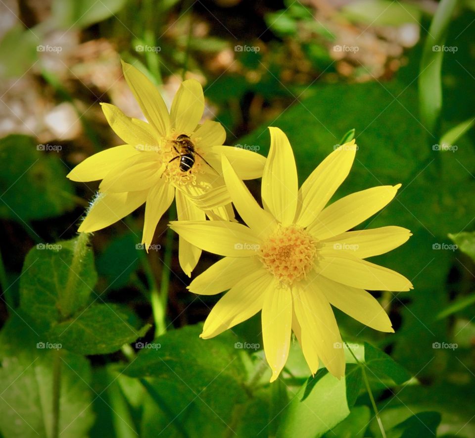 Bright yellow wild flowers with a bee on one.