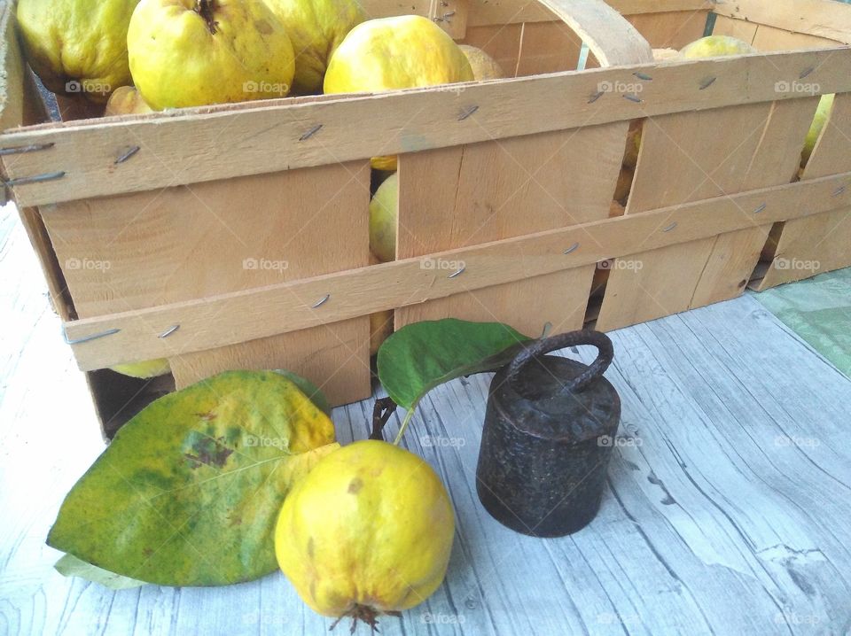 Quitten, quinces