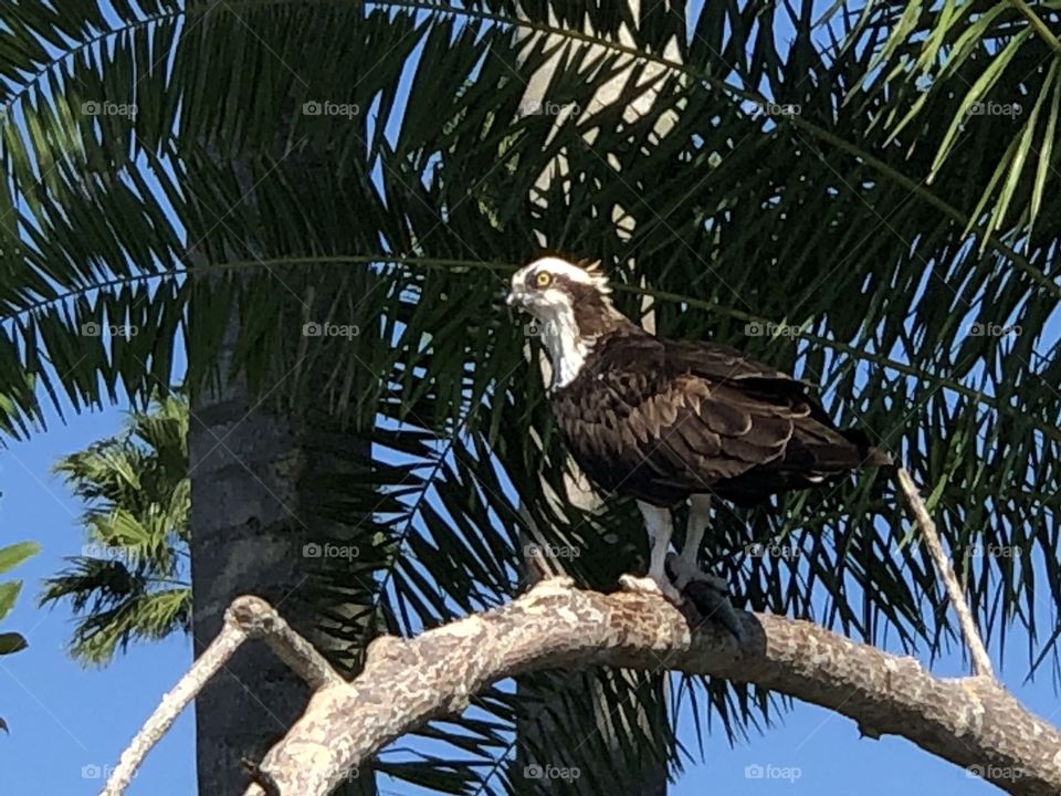 Osprey Lunch