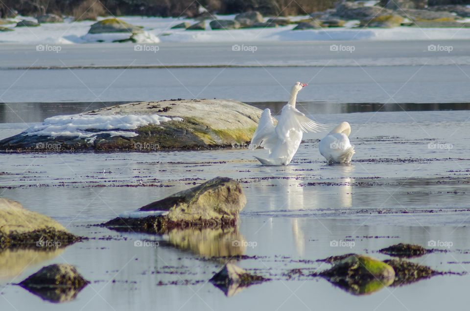 Swans in winter