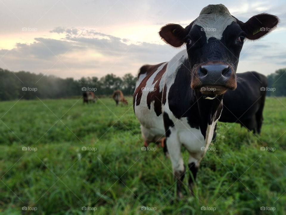 Cow, Agriculture, Mammal, Milk, Cattle