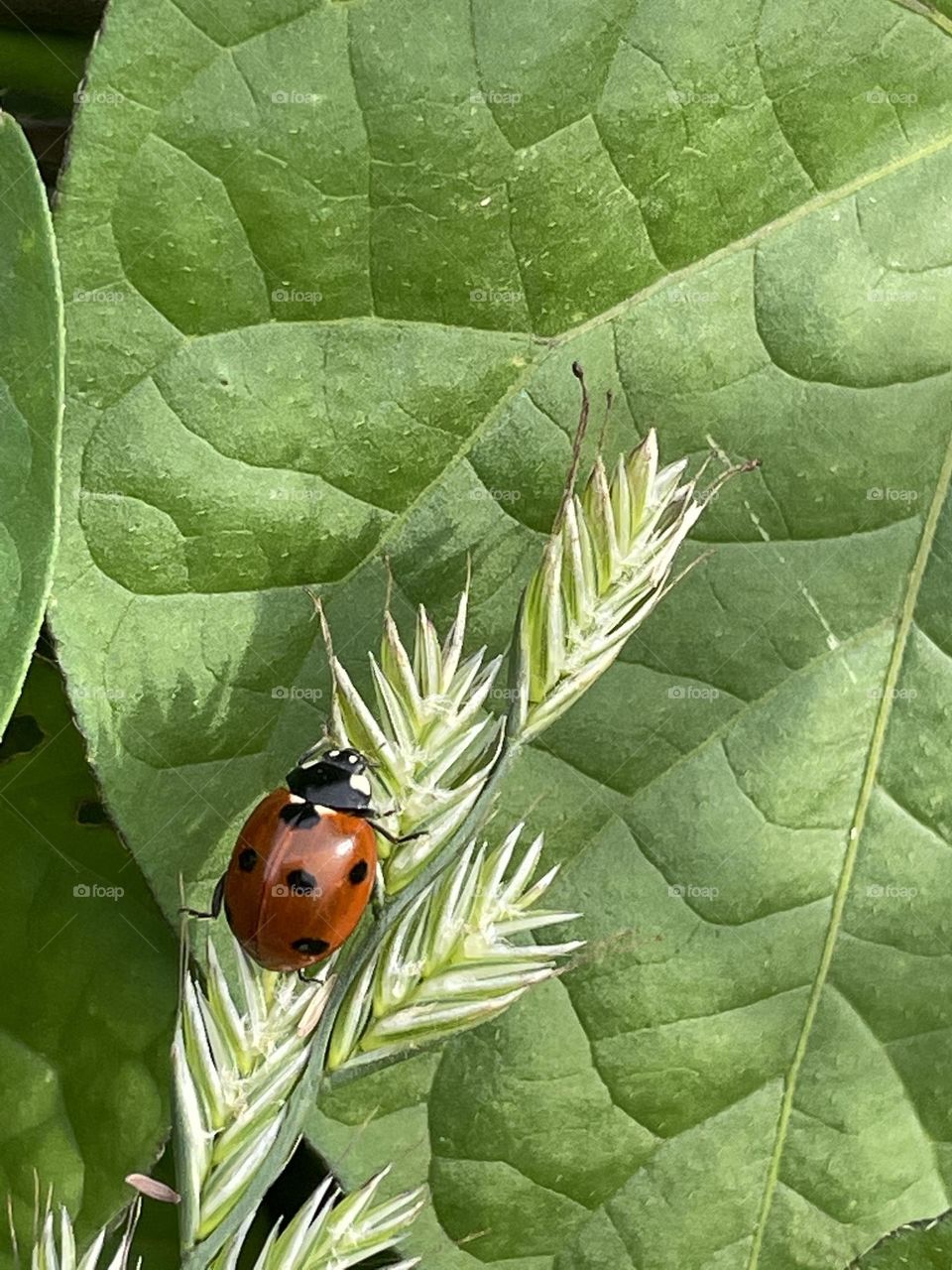 Miss Ladybug...