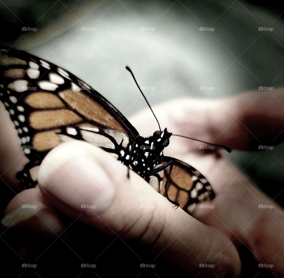 Muted Color - Color Apagado