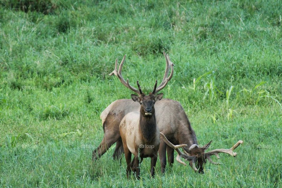 Elk (Bulls)