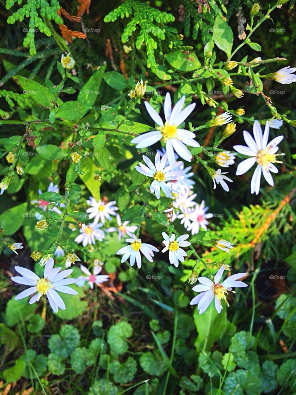 Little wild flowers 